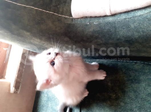50 Gunluk British Shorthair Yavru Tam Eği̇tmeli̇k