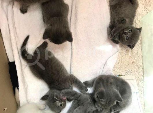 En Kali̇teli̇ Safkan Scottish Fold görsel