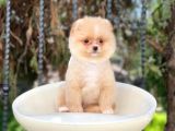 Sevi̇mli̇ Pomerani̇an Boo Yavrulari
