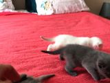 En Kali̇teli̇ Safkan Scottish Fold