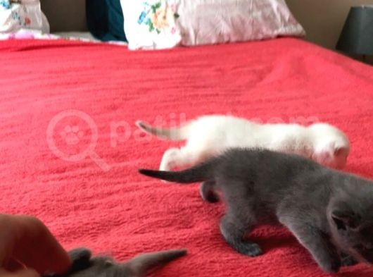 En Kali̇teli̇ Safkan Scottish Fold görsel