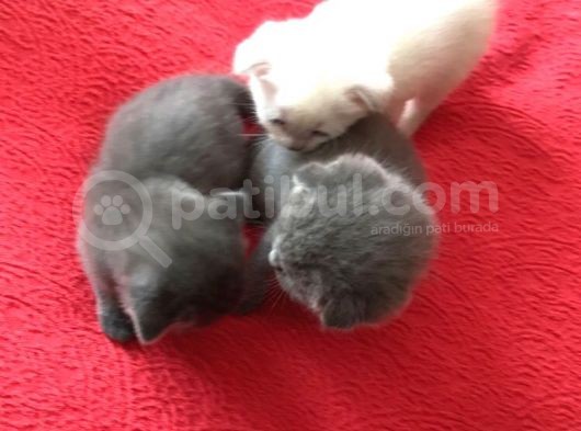 En Kali̇teli̇ Safkan Scottish Fold görsel