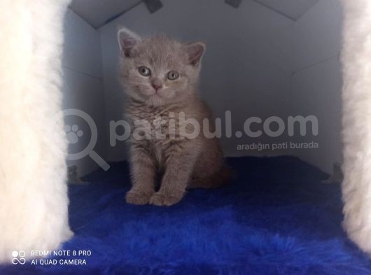 13 Mart Doğumlu Safkan Brtisih Shorthair Yavrular görsel