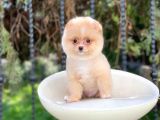 Sevi̇mli̇ Pomerani̇an Boo Yavrulari
