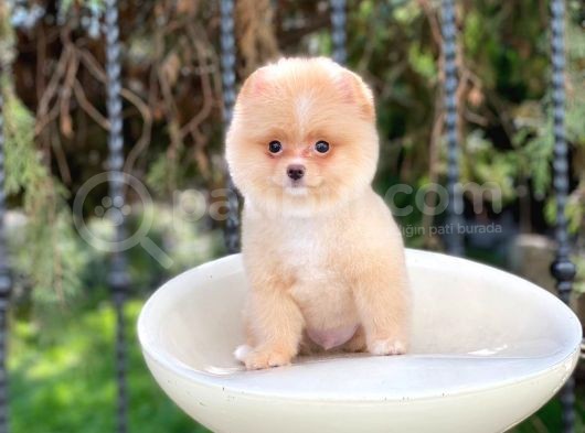 Sevi̇mli̇ Pomerani̇an Boo Yavrulari görsel