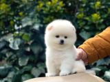 Sevi̇mli̇ Pomerani̇an