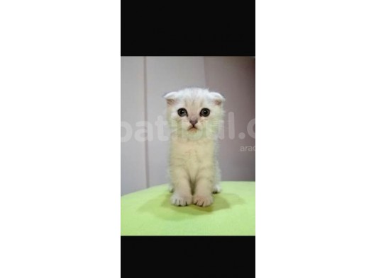 Safkan Eği̇ti̇mli̇ Scoti̇sh Fold!! görsel