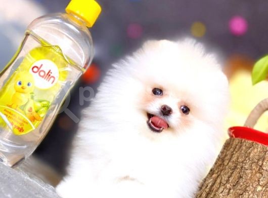 2.5 Aylik Erkek Teacup Boy görsel