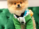 Teddy Bear Pomerani̇an Boo Yavrular