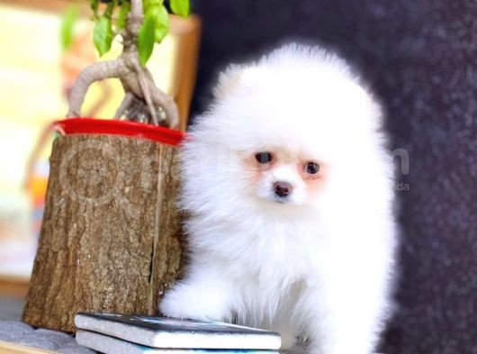 2.5 Aylik Erkek Teacup Boy görsel