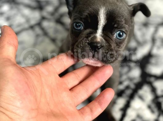Blue French Bulldog Yavrumuz görsel