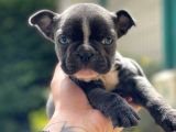 Blue French Bulldog Yavrumuz