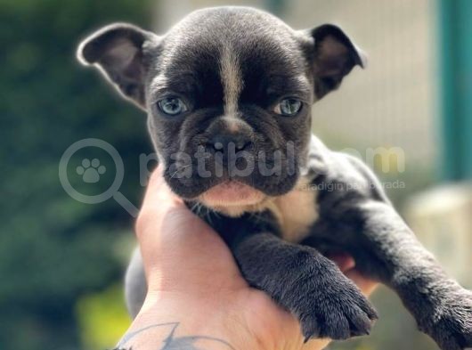 Blue French Bulldog Yavrumuz