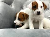 Mükemmel Kali̇te Jack Russell Yavrularimiz
