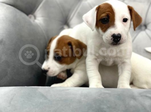 Mükemmel Kali̇te Jack Russell Yavrularimiz görsel