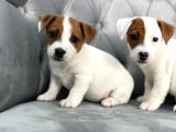 Mükemmel Kali̇te Jack Russell Yavrularimiz