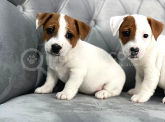 Mükemmel Kali̇te Jack Russell Yavrularimiz