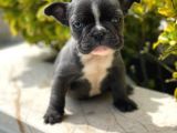 Blue French Bulldog Yavrumuz