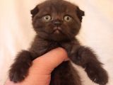 Safkan Scottish Fold Yavrularımız