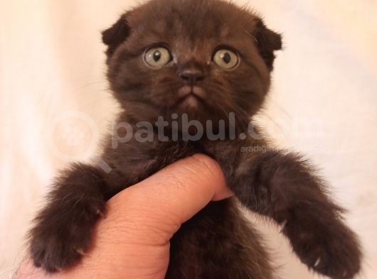 Safkan Scottish Fold Yavrularımız görsel