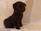 Safkan Scottish Fold Yavrularımız