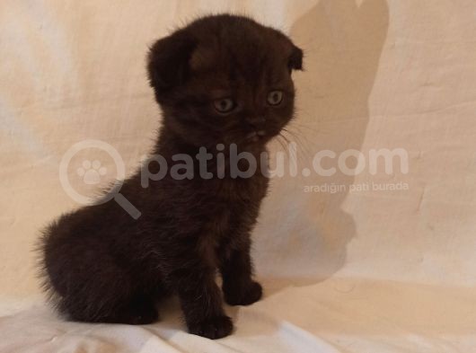 Safkan Scottish Fold Yavrularımız görsel