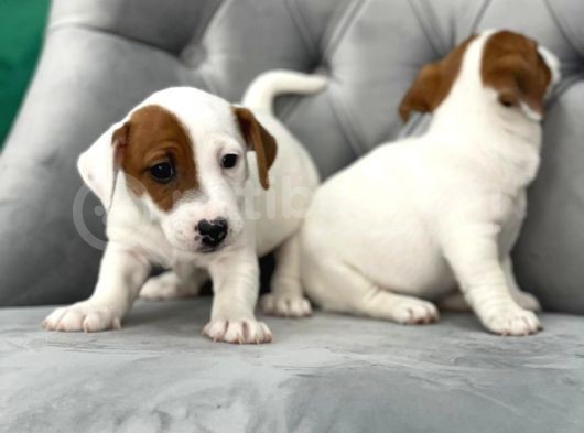 Mükemmel Kali̇te Jack Russell Yavrularimiz görsel