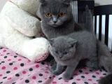 Safkan ve ırk garantisi