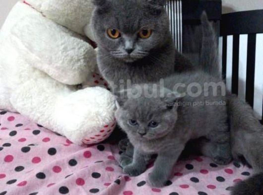 Safkan Ve Irk Garantisi