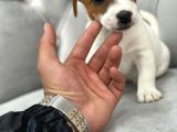 Mükemmel Kali̇te Jack Russell Yavrularimiz