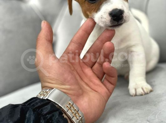 Mükemmel Kali̇te Jack Russell Yavrularimiz görsel