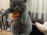 Safkan Ve Irk Garantisi