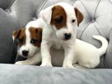 Mükemmel Kali̇te Jack Russell Yavrularimiz