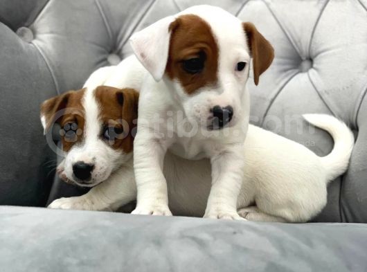 Mükemmel Kali̇te Jack Russell Yavrularimiz görsel