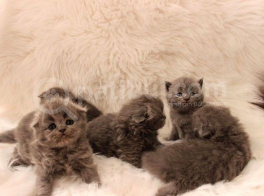 Scottish Fold Yavrular