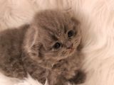 Scottish Fold Yavrular
