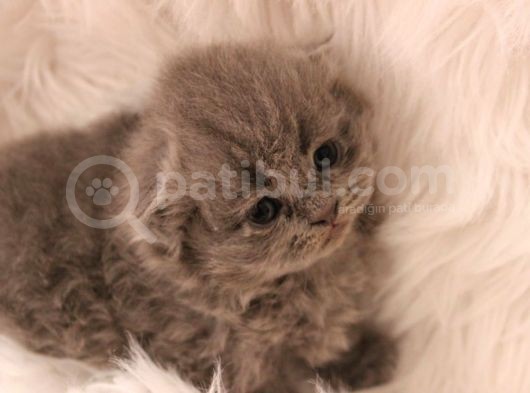 Scottish Fold Yavrular görsel