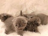 Scottish Fold Yavrular