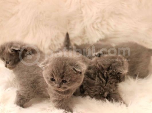 Scottish Fold Yavrular görsel