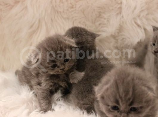 Scottish Fold Yavrular görsel