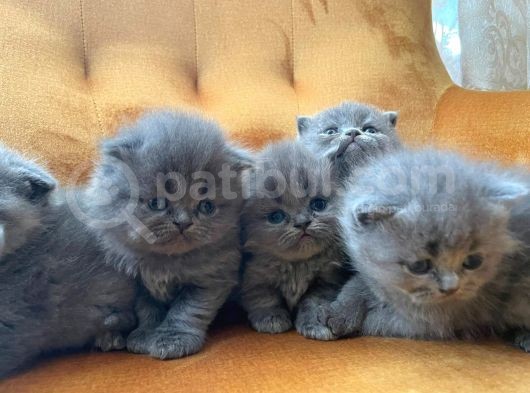 British Shorthair Yavrularımız görsel