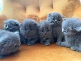 British Shorthair Yavrularımız