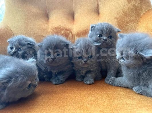 British Shorthair Yavrularımız görsel