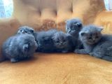 British Shorthair Yavrularımız