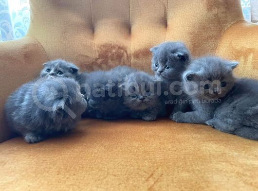 British Shorthair Yavrularımız görsel