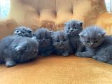 British Shorthair Yavrularımız