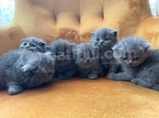 British Shorthair Yavrularımız