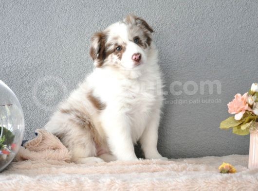 Red Merle Border Collie görsel