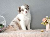 Red Merle Border Collie