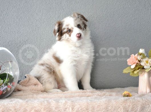 Red Merle Border Collie